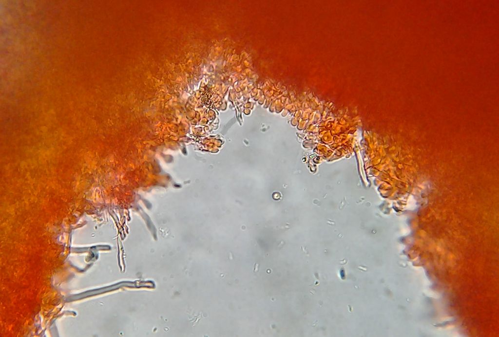 Piccola Polyporacea da determinare (Trametes ochracea)